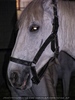 Lipizzanergest�t 09