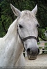 Lipizzanergest�t 23