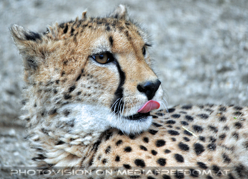 Gepard 1
