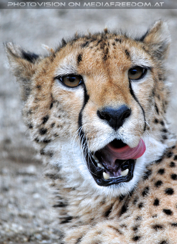 Gepard 2