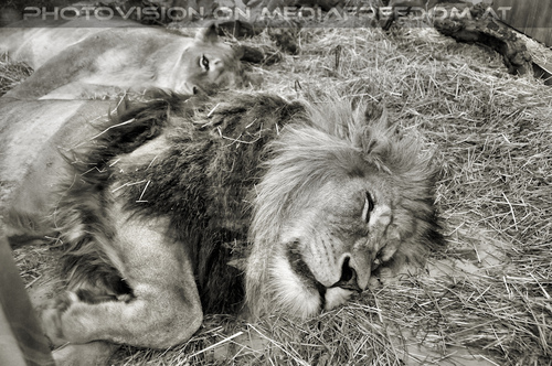 L�wenpaar 