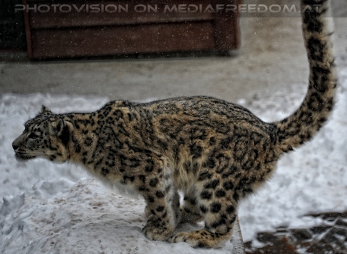 Winter dream - Pix 017