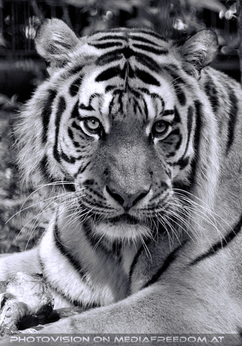 Sibirischer Tiger 02