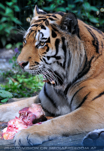 Sibirischer Tiger 03