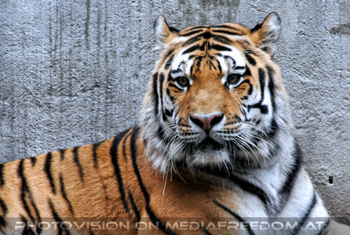 Sibirischer Tiger 07