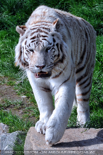 Im Reich der wei�en Tiger 12