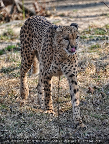 Gepard