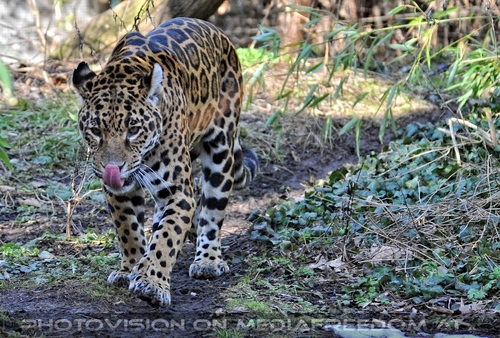 Jaguar