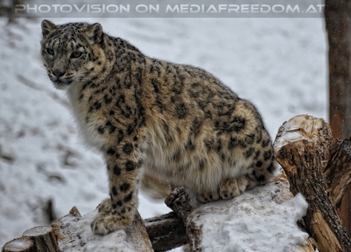 Winter dream - Pix 015