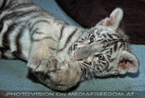 Wei�er Tiger Nachwuchs 22: Shini-Aya