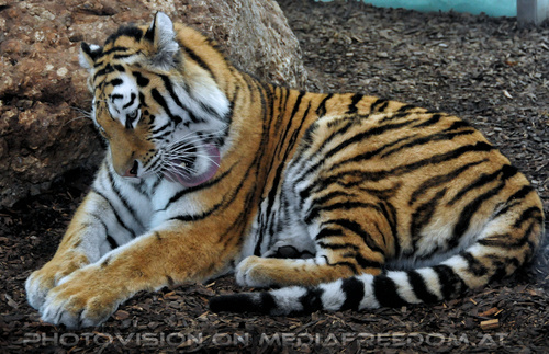 Sibirischer Tiger 06