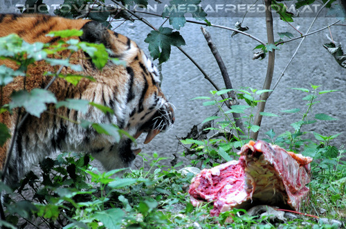 Sibirischer Tiger 08