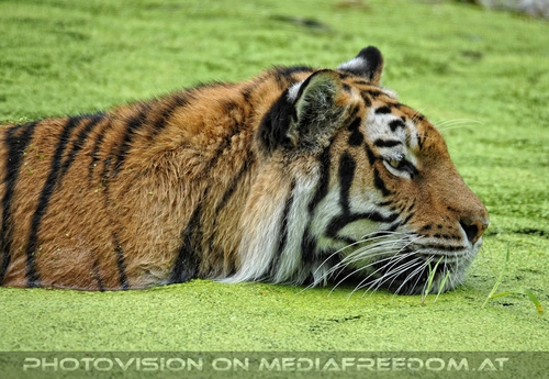 In der Bl�tensuppe