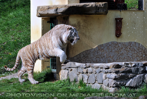 Im Reich der wei�en Tiger 29