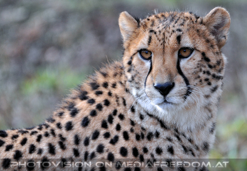 Gepard 2