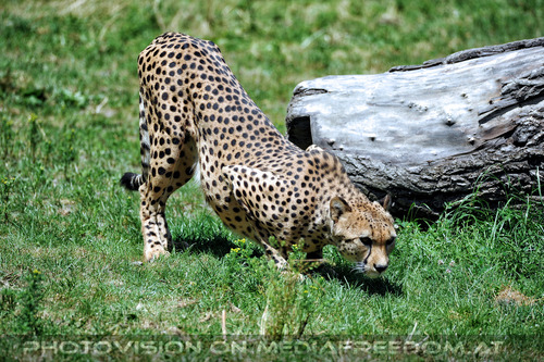 Gepard 4