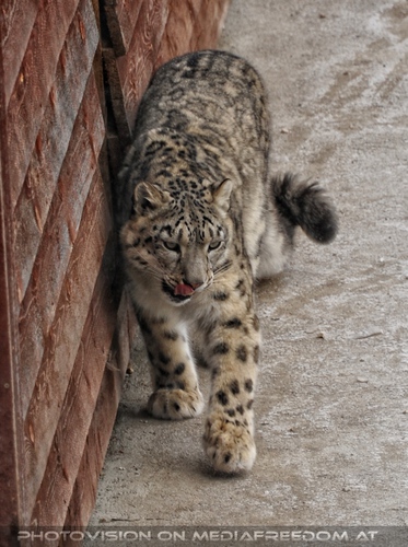 Winter dream - Pix 009: Schneeleoparden