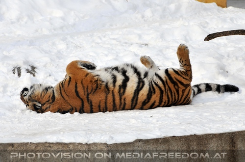 Tiger f�hlt sich wohl im Schnee