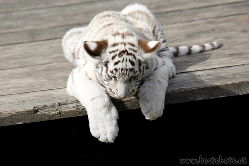 1 von 5 weissen Tigerbabys