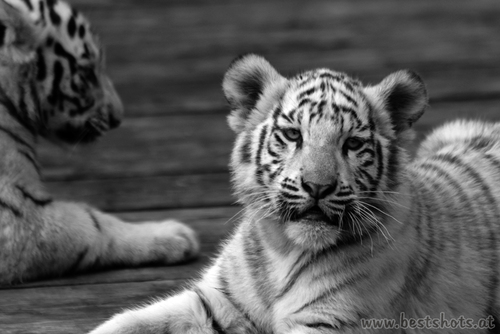 1 von 5 weissen Tigerbabys