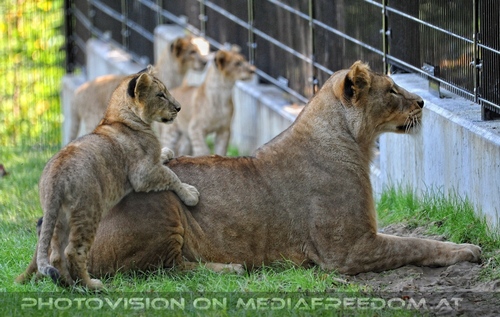 Afrikanische L�wen 13