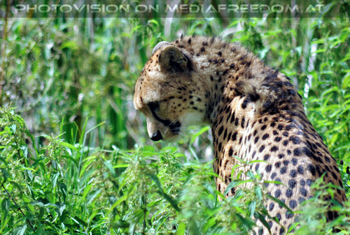 Geparde 1