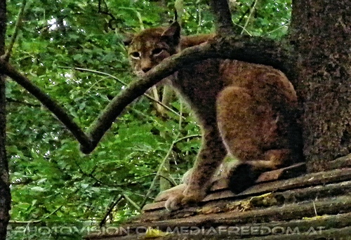 Luchs