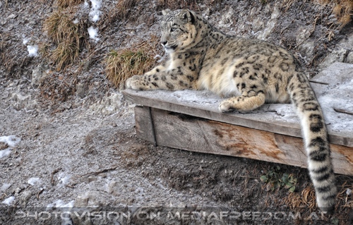 Winter dream - Pix 008