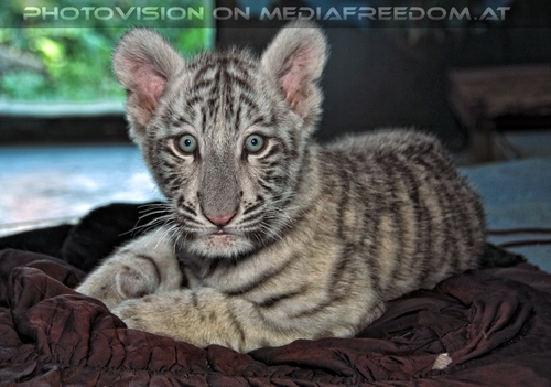 Wei�er Tiger Nachwuchs 24: Shini-Aya