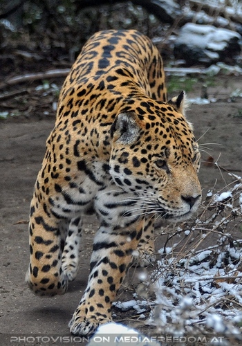 Jaguar