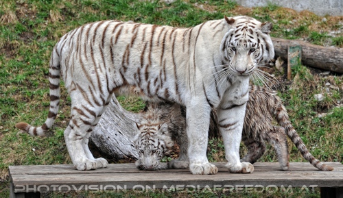 Reich der wei�en Tiger Drillinge 06