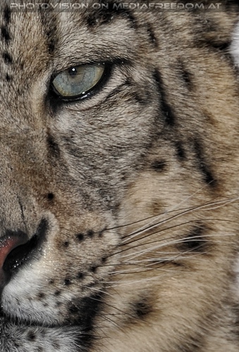 Winter dream - Pix 006