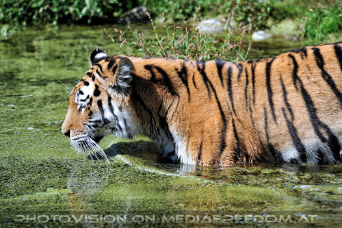 Sibirischer Tiger 03