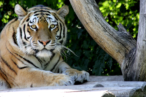 Sibirischer Tiger (Panthera tigris altaica)