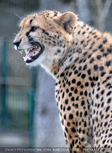 Gepard 3