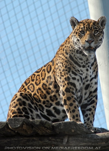 Jaguar