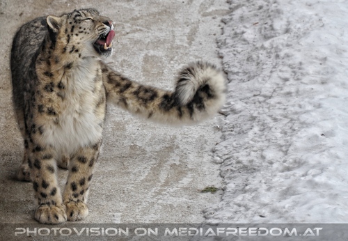 Winter dream - Pix 010