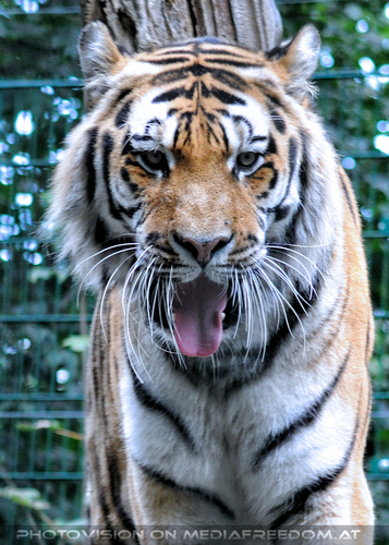 Sibirischer Tiger 05