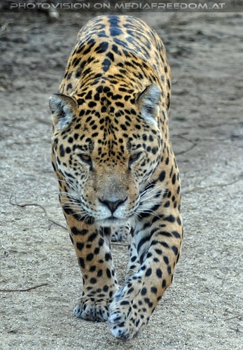 Jaguar