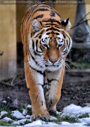 Sibirische Tiger 08