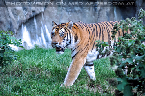 Sibirische Tiger 11