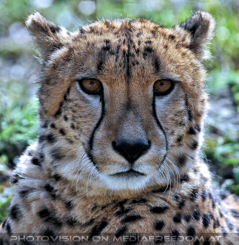 Gepard 3