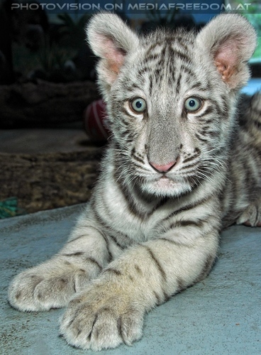 Wei�er Tiger Nachwuchs 32: Shini-Aya