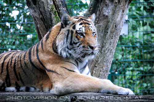 Sibirischer Tiger 01