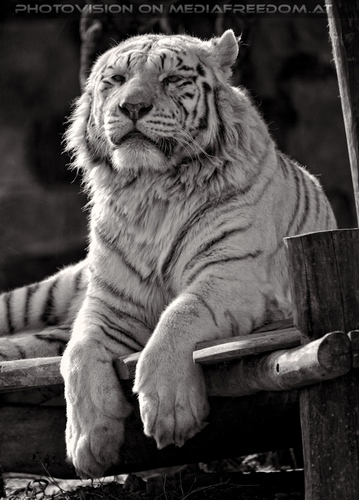 White Tiger Family 13