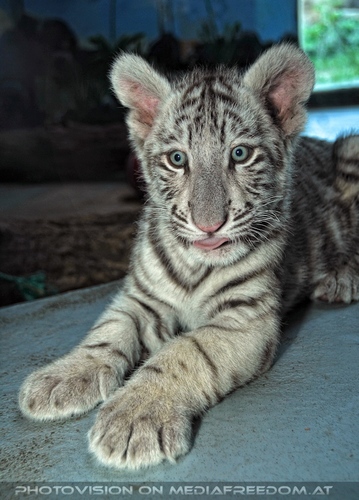 Wei�er Tiger Nachwuchs 33