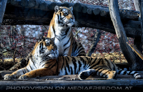 Sibirische Tiger 12