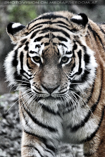 Sibirischer Tiger 01