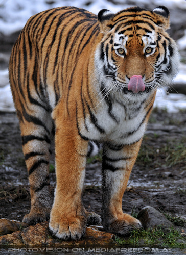 Sibirische Tiger 07