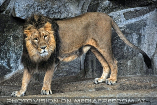 Afrikanische L�wen 03